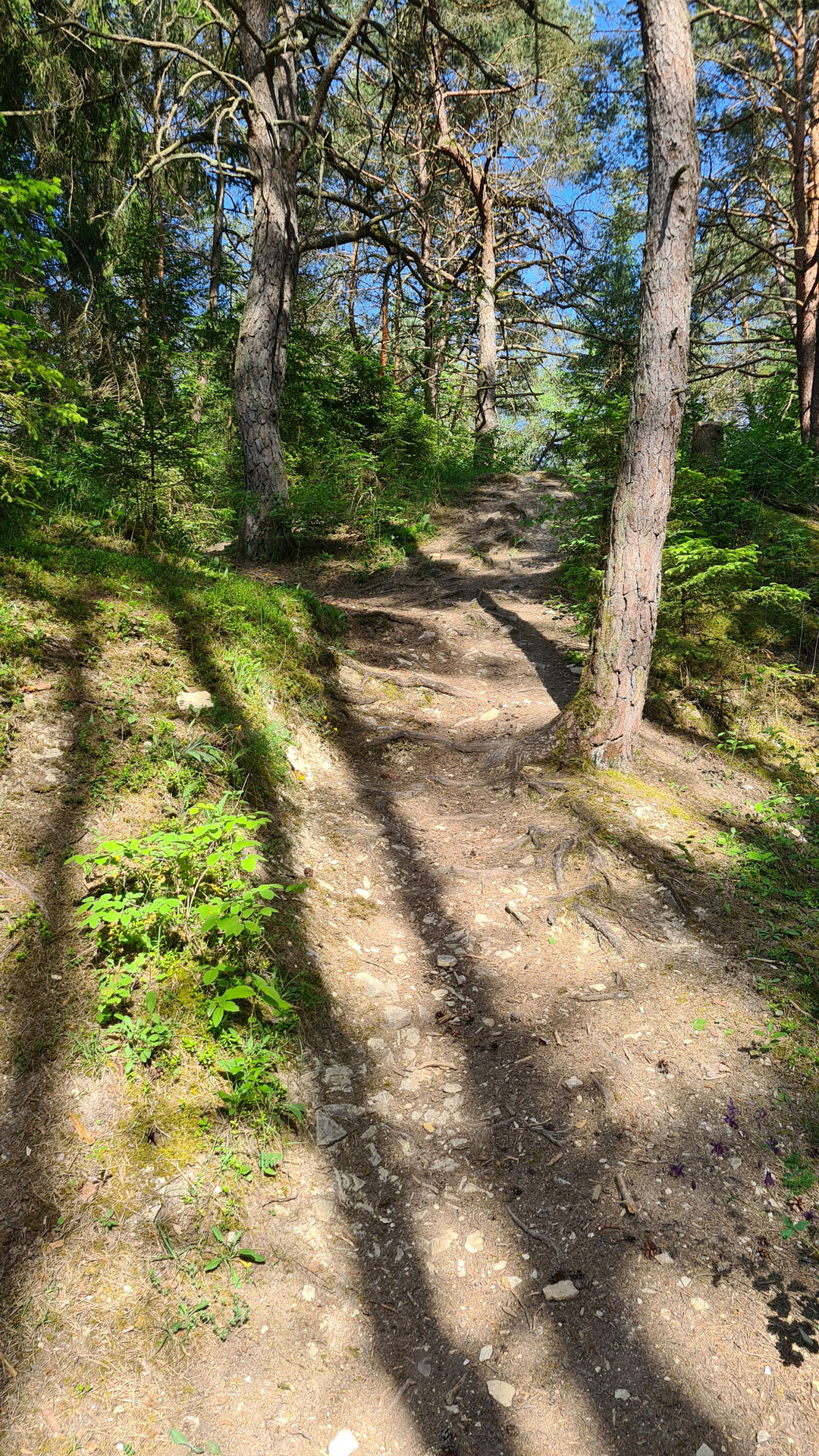 Kurze-Mountainbike-Runde-am-Reisberg-zwischen-Ingolstadt-und-Eichstätt-10
