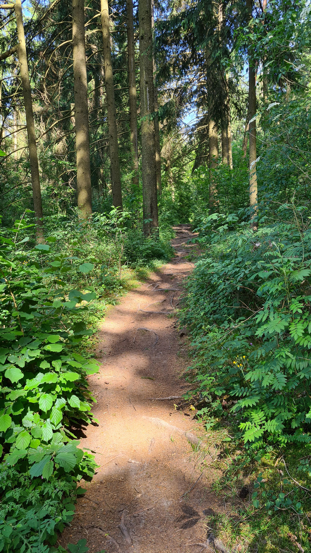 Kurze-Mountainbike-Runde-am-Reisberg-zwischen-Ingolstadt-und-Eichstätt-9